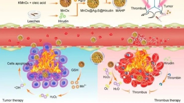 華農(nóng)最新研究：通過(guò)仿生納米遞送天然水蛭素，實(shí)現(xiàn)了無(wú)創(chuàng)溶栓和有效抗凝