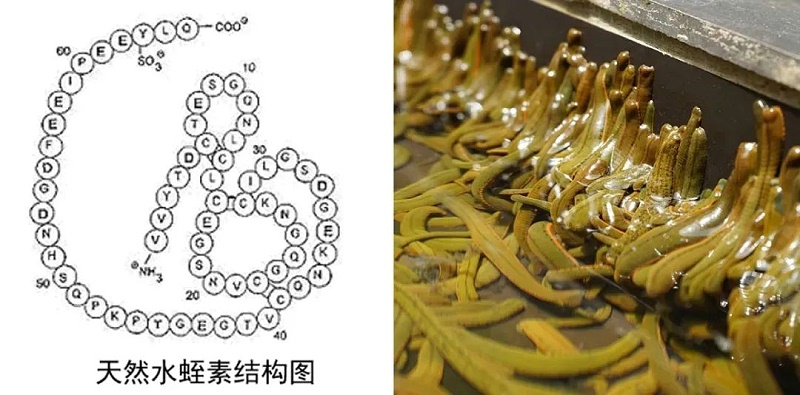 水蛭素、仿生納米、華農研究