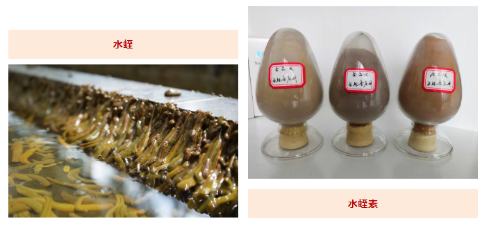 水蛭素、蛋白質(zhì)攝入、提高免疫力