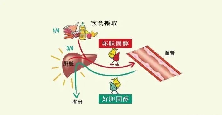 水蛭素、膽固醇、壯醫(yī)水蛭療法培訓(xùn)