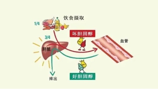 “壞膽固醇”越低越好？超過這個(gè)數(shù)小心影響大腦