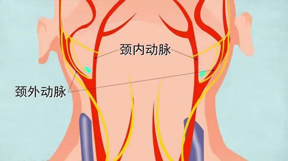 水蛭素、血管堵塞、粥樣硬化