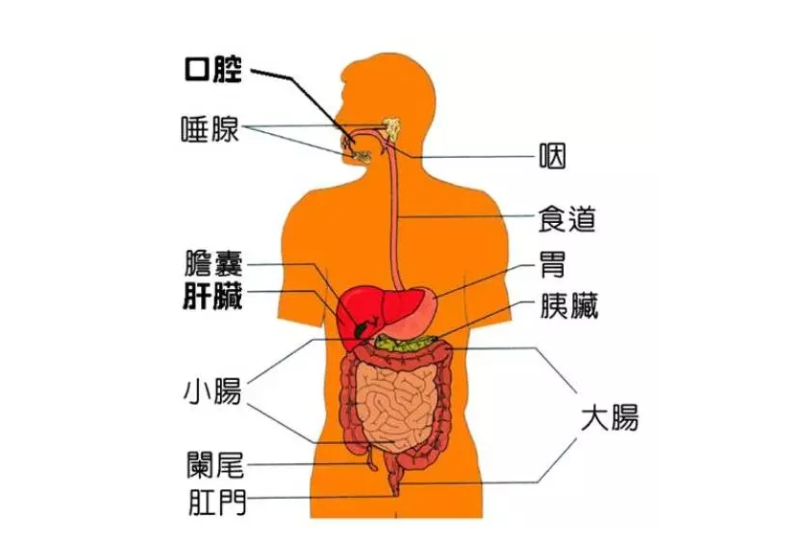 微循環(huán)是微動(dòng)脈與微靜脈之間毛細(xì)血管中的血液循環(huán)，是循環(huán)系統(tǒng)中最基層的結(jié)構(gòu)和功能單位。它包括微動(dòng)脈、微靜脈、毛細(xì)淋巴管和組織管道內(nèi)的體液循環(huán)。人體每個(gè)器官，每個(gè)組織細(xì)胞均要由微循環(huán)提供氧氣、養(yǎng)料，傳遞能量，交流信息，排出二氧化碳及代謝廢物。