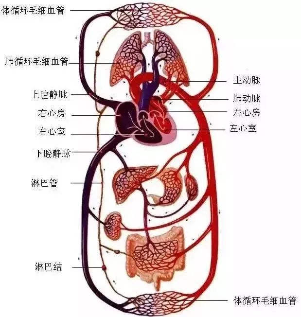 水蛭素、微循環(huán)、轉(zhuǎn)氨酶、消化不良