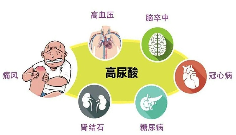 水蛭素、高尿酸、痛風(fēng)